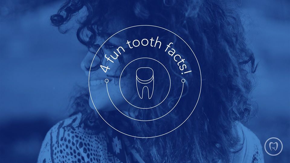 4 Fun Tooth Facts
