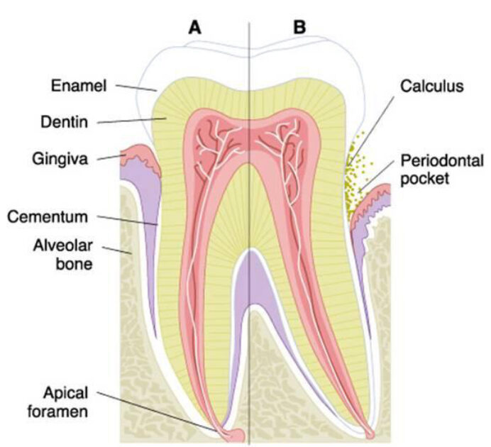 United Smiles Dental | Why looking after your gums will help keep…